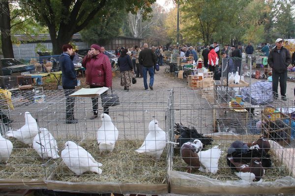 На ярмарке животных в парке железнодорожников – масса гостей