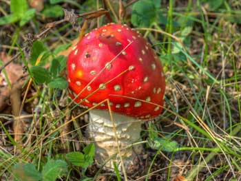 В Мелитополе три человека отравились грибами?