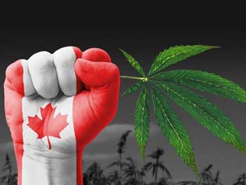 Канадцы в первый день легализации купили марихуаны почти на $2 миллиона