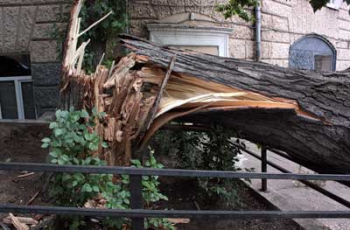 Четыре дерева упало на улицы Мелитополя во время вчерашней непогоды