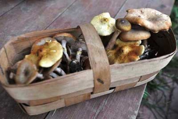 На Мелитопольщине еще пять человек отравились грибами
