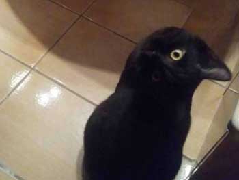 Черный ворон, да не кот. Новая мистическая иллюзия увлекла пользователей