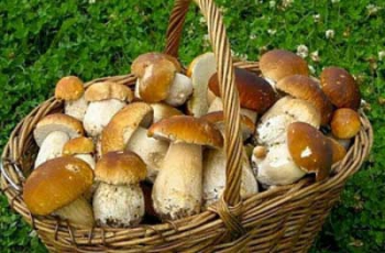 Смерть в лукошке - мелитопольцы продолжают травиться грибами