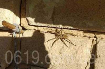 Земляные пауки наступают - тарантул напугал жительницу Мелитополя