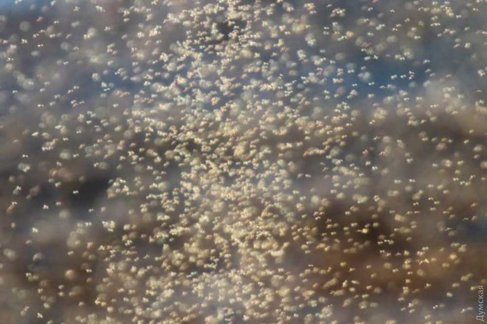 Нашествие комаров и медуз. Одесская область угодила в эпицентр природной аномалии