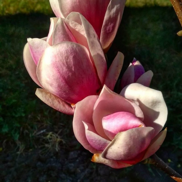 В Запорожье цветет магнолия, ягоды которой съедобны - фото