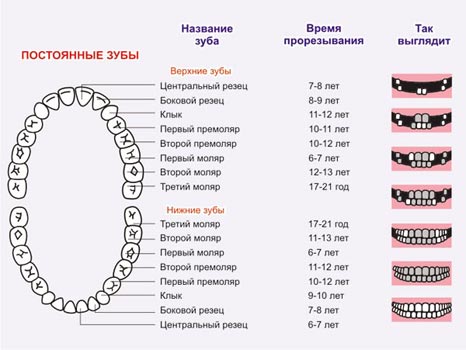 Фото Какие Зубы Выпадают