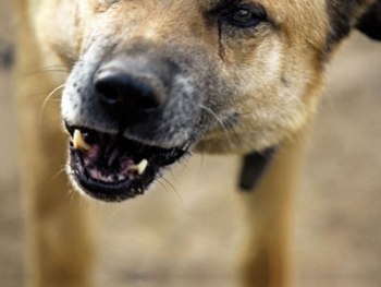 В Днепропетровской области бешеная собака искусала целую семью фото