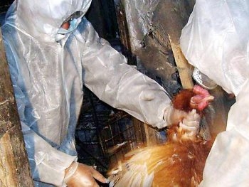 В Китае зафиксировали новые случаи заражения птичьим гриппом фото