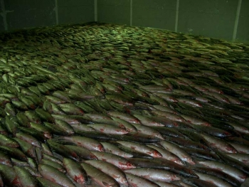 В запорожских реках можно вернуть популяцию рыб фото
