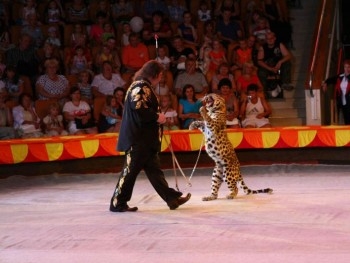 Цирковой леопард покусал женщину с ребенком фото