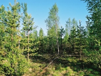 Из-за жары в Швеции горят леса фото