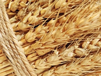 Запорожская область попала в рейтинг лучших регионов по производству пшеницы фото