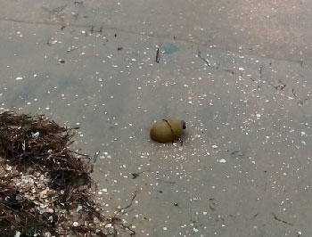 В Бердянске на пляже нашли гранату РГД-5 фото