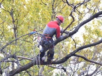 В Запорожье продолжают обрезать деревья фото