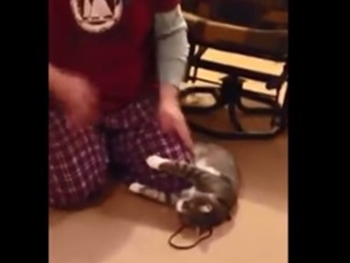 Интернет покорил кот, притворившийся мертвым, чтобы не идти на прогулку фото