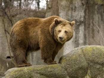 В Дагестане медведь откусил руку 9-летнему мальчику фото