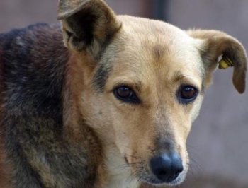 В Запорожской области появится карта обитания бродячих собак фото