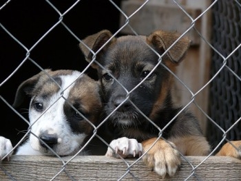 Запорожские волонтеры жалуются на депутата фото