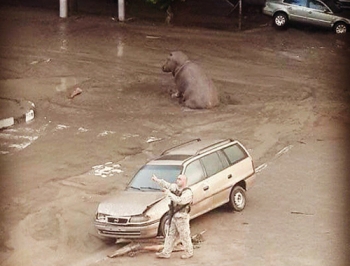 В Тбилиси на мужчину напал сбежавший из зоопарка тигр фото
