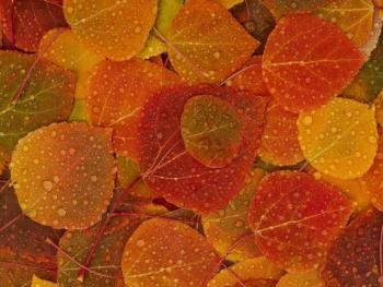 В Запорожье продолжается эпопея с вывозом листвы фото