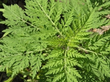 В Запорожье уничтожат амброзию фото