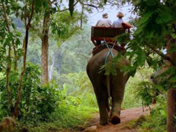 Слон в Таиланде убил погонщика и убежал в джунгли с группой туристов на спине фото