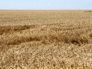 Запорожская область вошла в ТОП-5 по сбору урожая фото