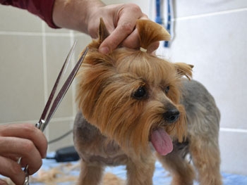 Породные болезни: думайте заранее! фото