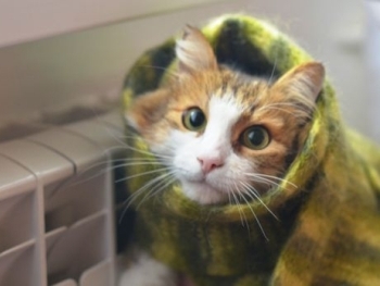 Запорожцы не будут платить за холодные батареи фото