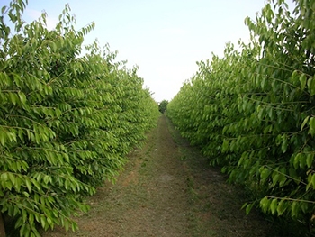 В Акимовском районе хотят возродить сады фото