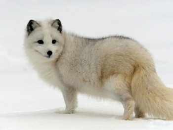 В сети высмеяли песцовый календарь, выданный российским чиновникам фото