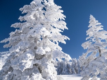 На Закарпатье из-за снегопада упало 8 деревьев фото