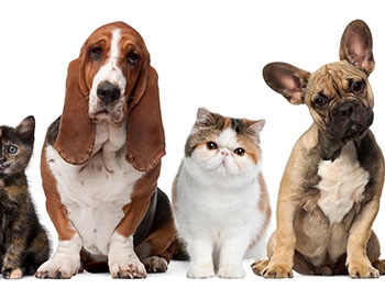 В Мелитополе официально зарегистрировано аж двенадцать домашних животных фото