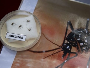 У Медведева подозревают, что Пентагон заразит вирусом Зика абхазских комаров фото