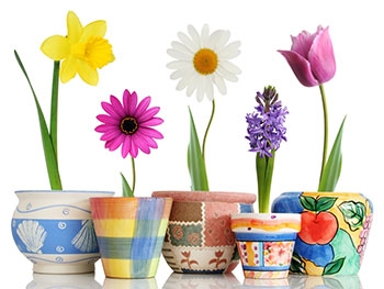 Где в Мелитополе перед праздником для женщины цветы купить фото