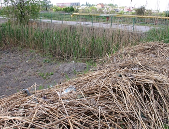 Балку Песчанскую превратили в болото фото