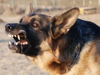 После укуса собаки вакцину для школьника из Харьковской области ищут по всей стране фото