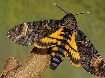 Бабочка, которая поет фото