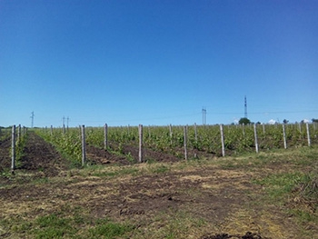 В Михайловском районе прошел день поля фото