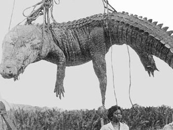 Жуткие рекорды Гиннеса: Самая массовая атака крокодилов фото
