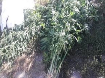 Под Бердянском обнаружили плантацию элитной конопли фото