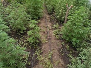 Под Мелитополем обнаружили наркоплантацию фото