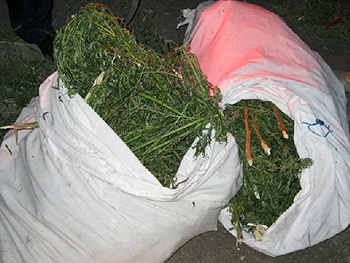 Крупному наркоплантатору дали срок ниже нижнего фото