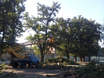 Причина сноса деревьев в парке фото