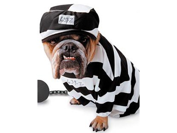 Тяжелая авария из-за собак в салоне произошла под Николаевом фото