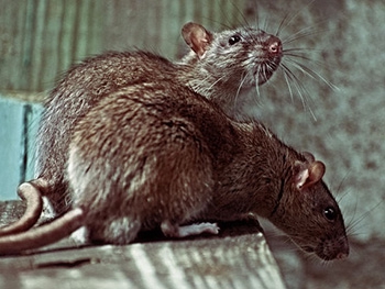 Политикам не до убийства какого-то Шеремета. Дележ в разгаре фото