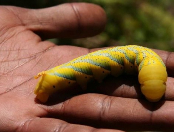 В Запорожье появились гигантские гусеницы (Фото) фото