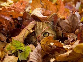 В Украине пройдут дожди и потеплеет фото