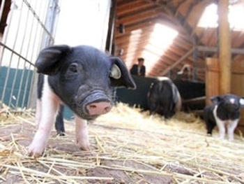 Эпидемия африканской чумы свиней: чем она опасна для человека фото